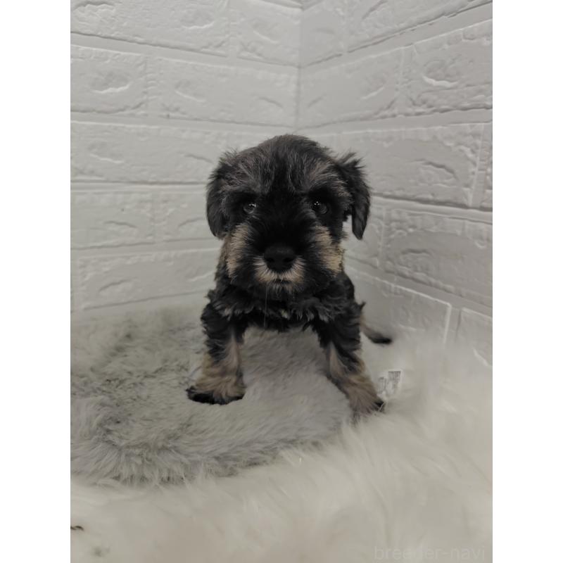 販売中の岡山県のミニチュアシュナウザー-427625の9枚目