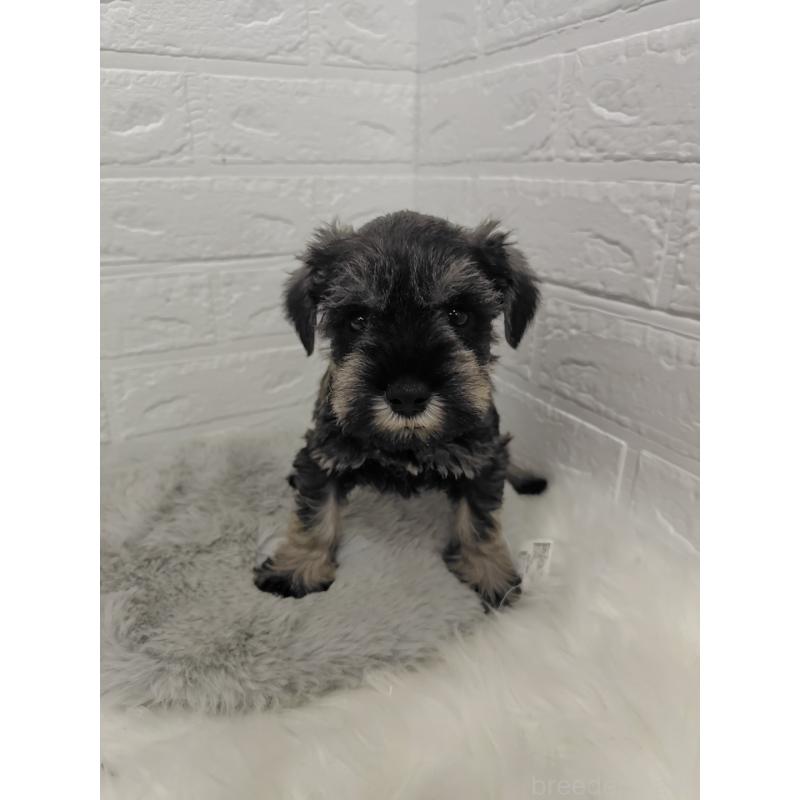 販売中の岡山県のミニチュアシュナウザー-427625の8枚目