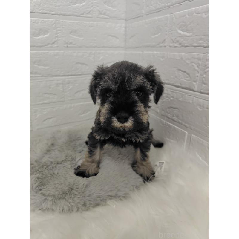 販売中の岡山県のミニチュアシュナウザー-427625の7枚目