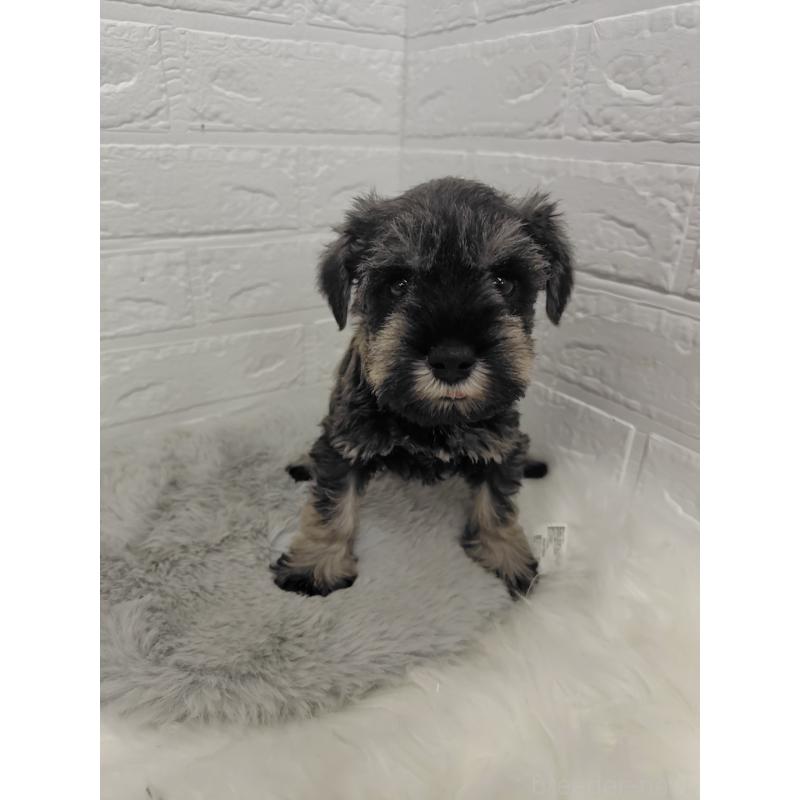 販売中の岡山県のミニチュアシュナウザー-427625の6枚目