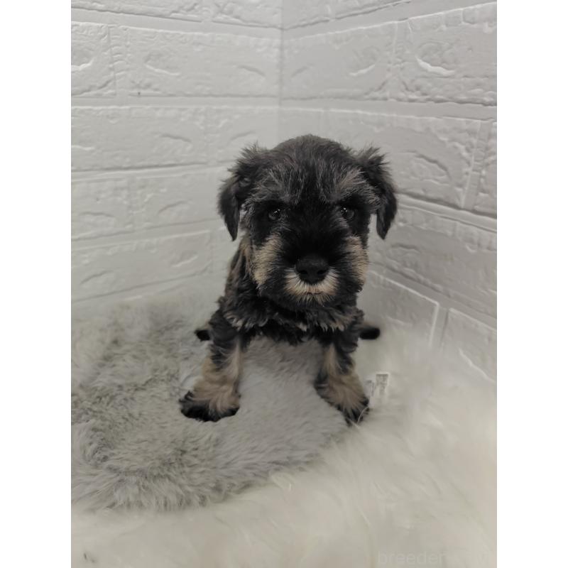 販売中の岡山県のミニチュアシュナウザー-427625の5枚目