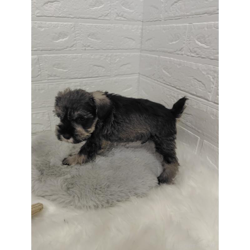 販売中の岡山県のミニチュアシュナウザー-427625の4枚目