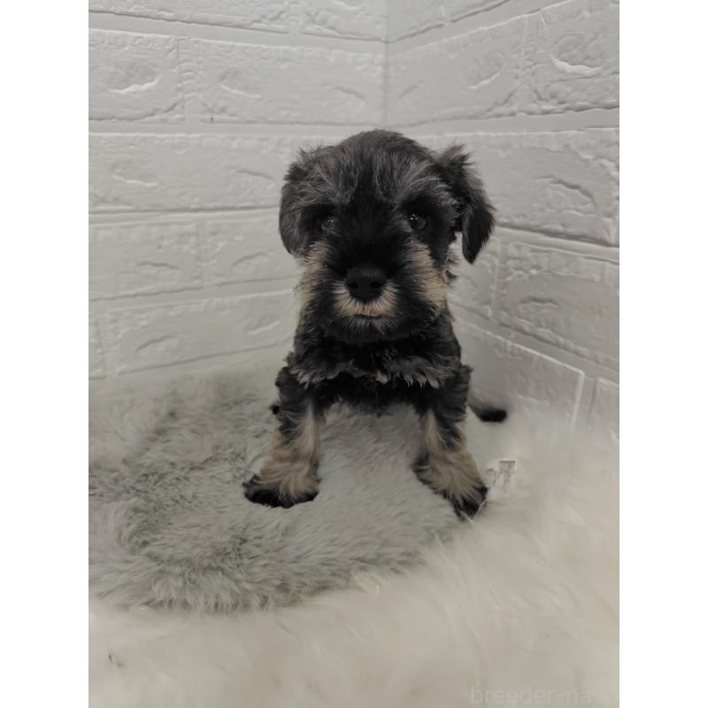 販売中の岡山県のミニチュアシュナウザー-427625の3枚目