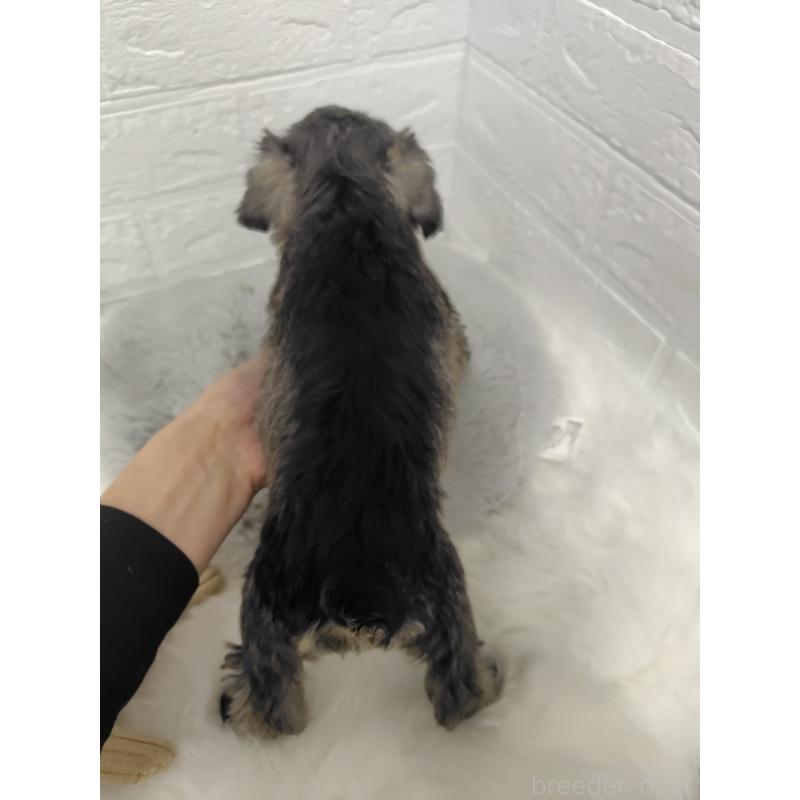 販売中の岡山県のミニチュアシュナウザー-427625の2枚目