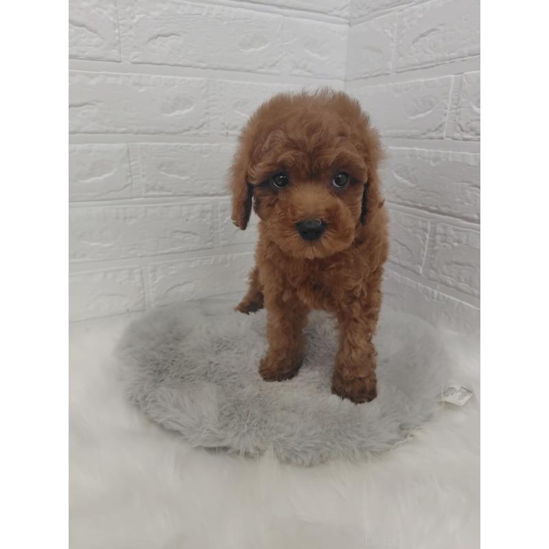 販売中の岡山県のタイニープードル-427626の10枚目