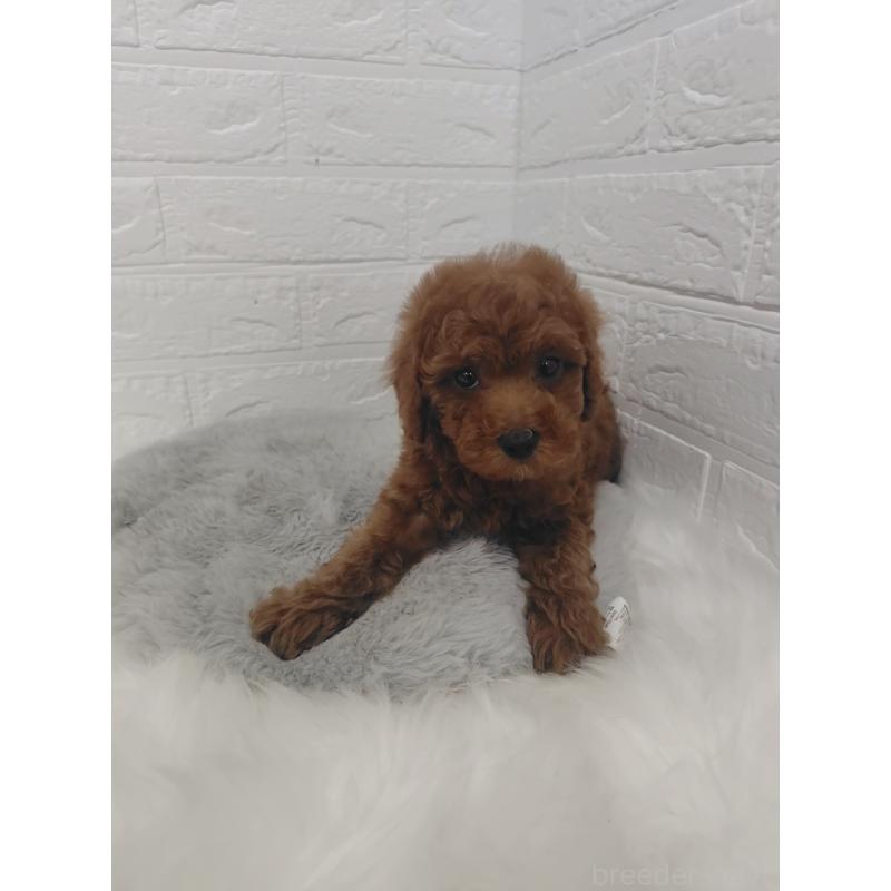 販売中の岡山県のタイニープードル-427626の11枚目