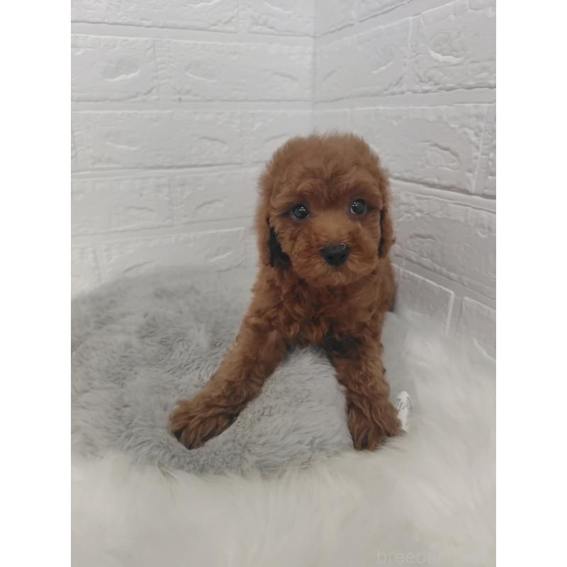 販売中の岡山県のタイニープードル-427626の9枚目