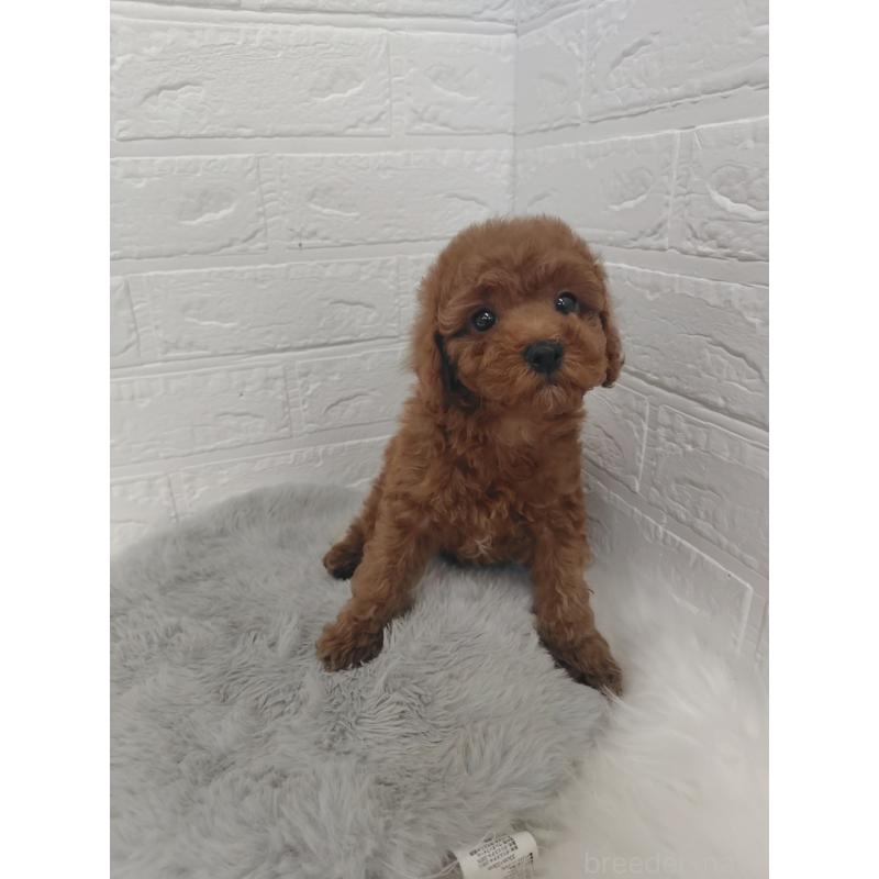 販売中の岡山県のタイニープードル-427626の8枚目