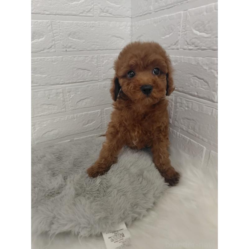 販売中の岡山県のタイニープードル-427626の7枚目