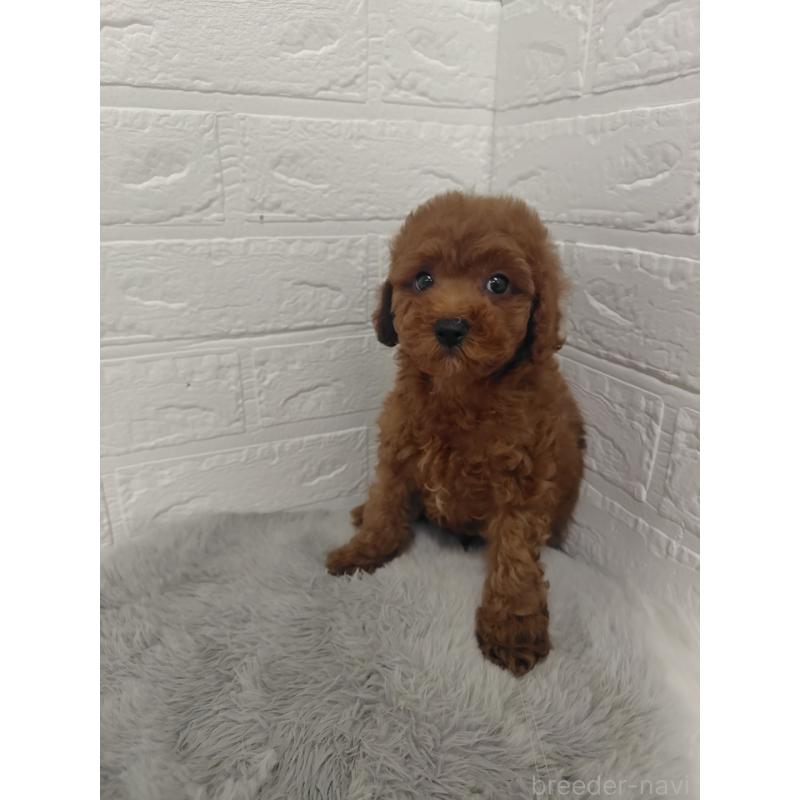 販売中の岡山県のタイニープードル-427626の6枚目