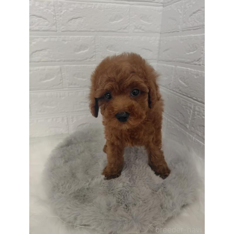 販売中の岡山県のタイニープードル-427626の5枚目