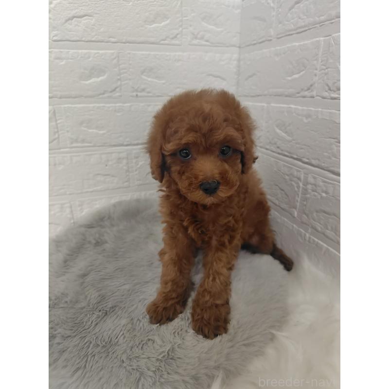 販売中の岡山県のタイニープードル-427626の4枚目