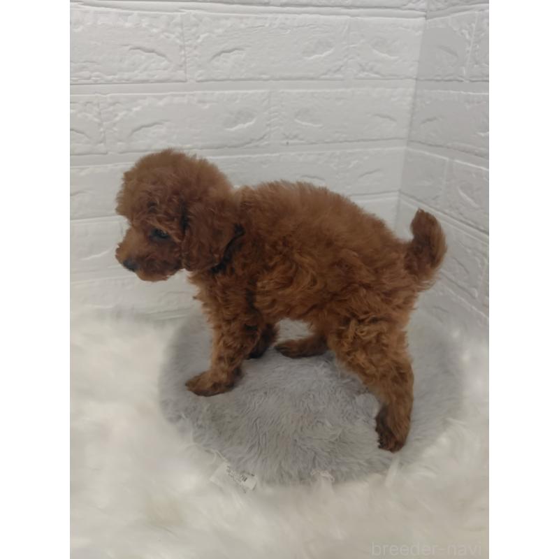 販売中の岡山県のタイニープードル-427626の3枚目