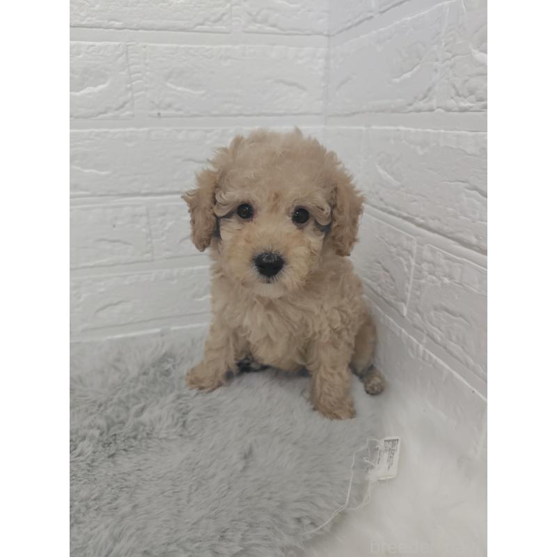 販売中の岡山県のタイニープードル-427627の10枚目