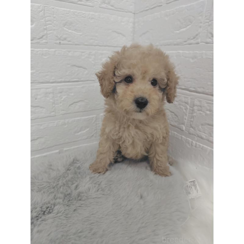 販売中の岡山県のタイニープードル-427627の9枚目