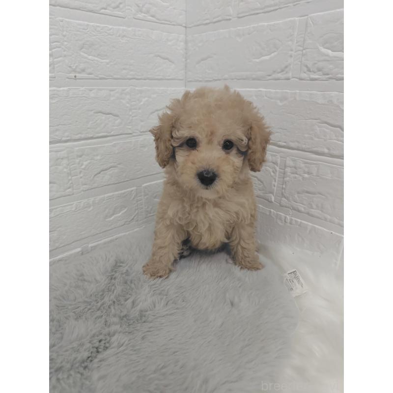 販売中の岡山県のタイニープードル-427627の7枚目