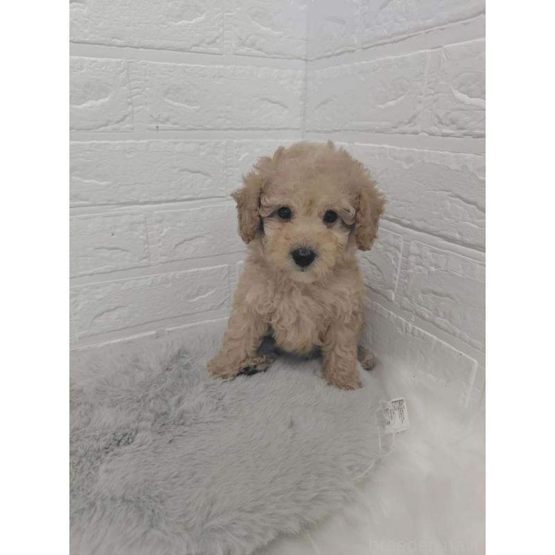 販売中の岡山県のタイニープードル-427627の6枚目