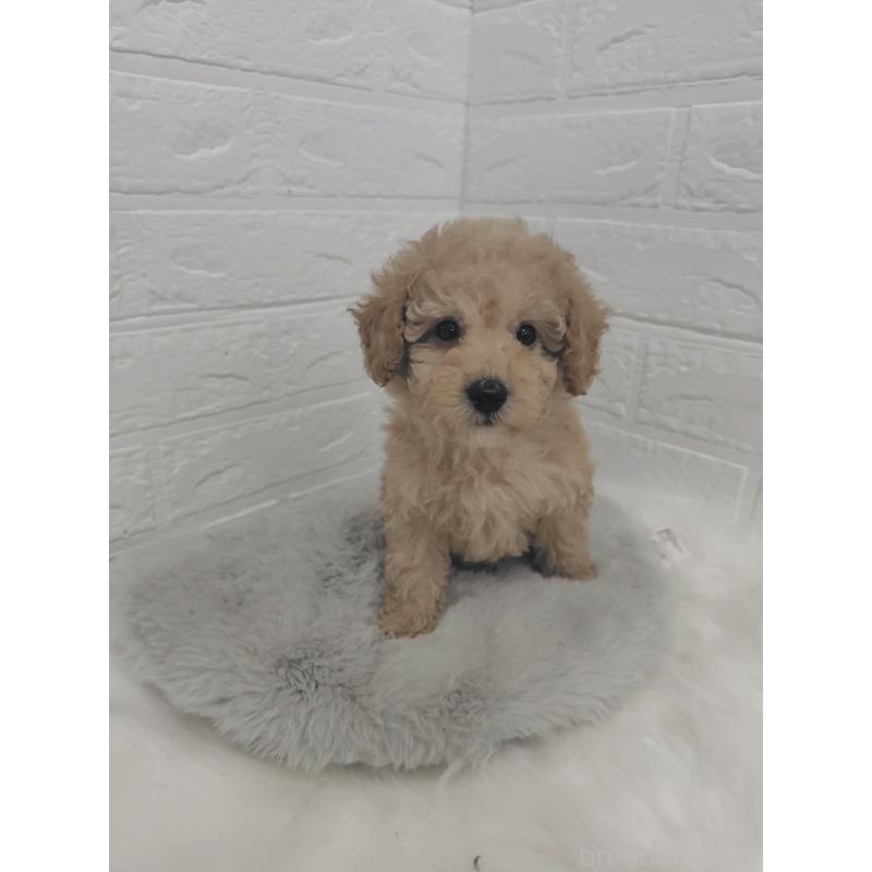 販売中の岡山県のタイニープードル-427627の5枚目