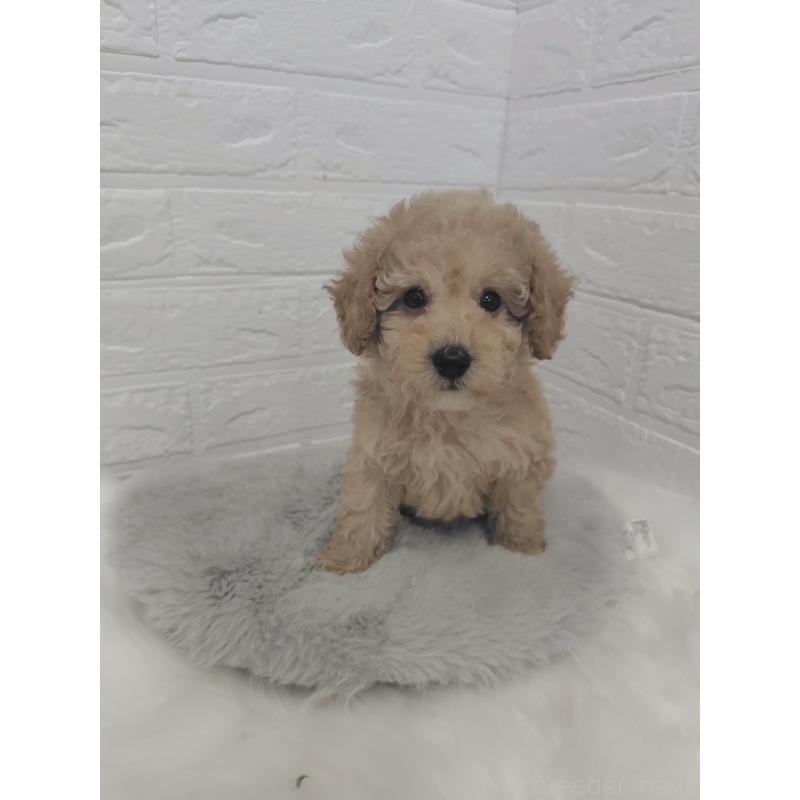 販売中の岡山県のタイニープードル-427627の4枚目
