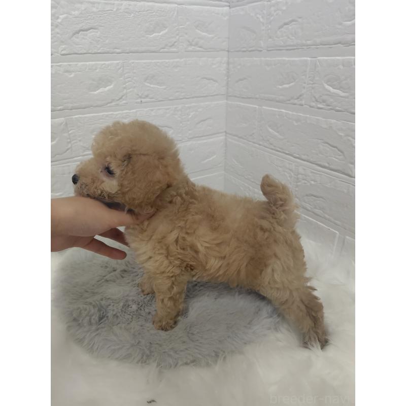 販売中の岡山県のタイニープードル-427627の3枚目