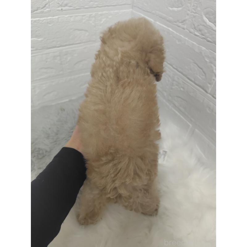 販売中の岡山県のタイニープードル-427627の2枚目