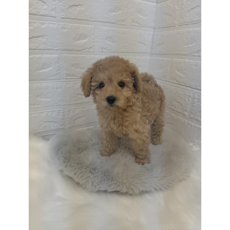 販売中の岡山県のタイニープードル-427628の14枚目