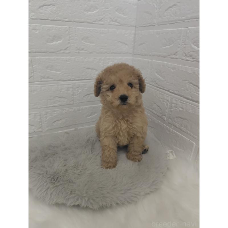 販売中の岡山県のタイニープードル-427628の13枚目