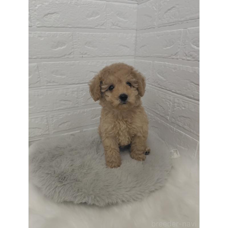 販売中の岡山県のタイニープードル-427628の12枚目