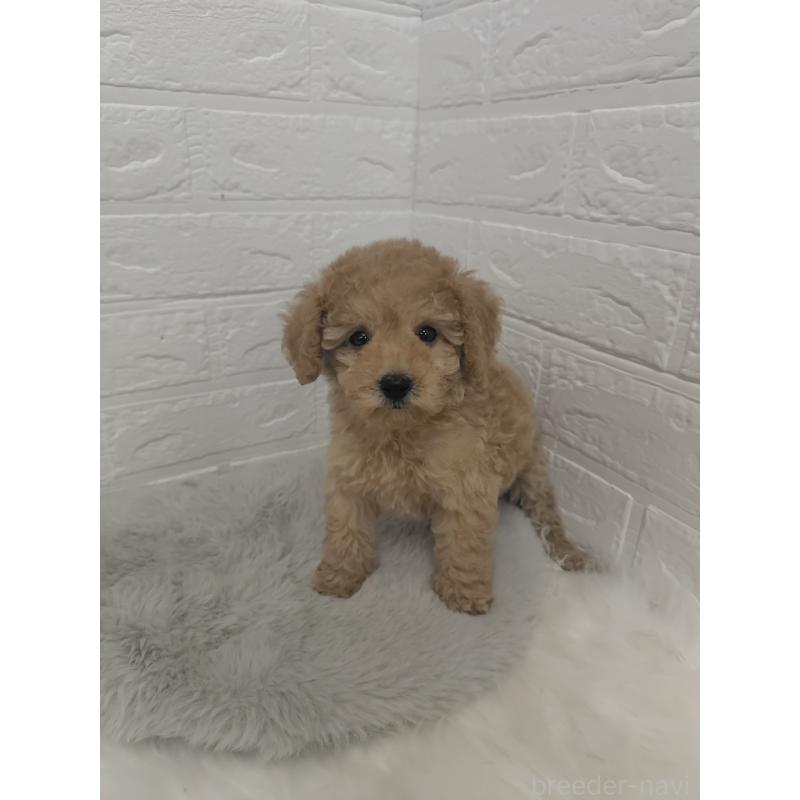 販売中の岡山県のタイニープードル-427628の11枚目