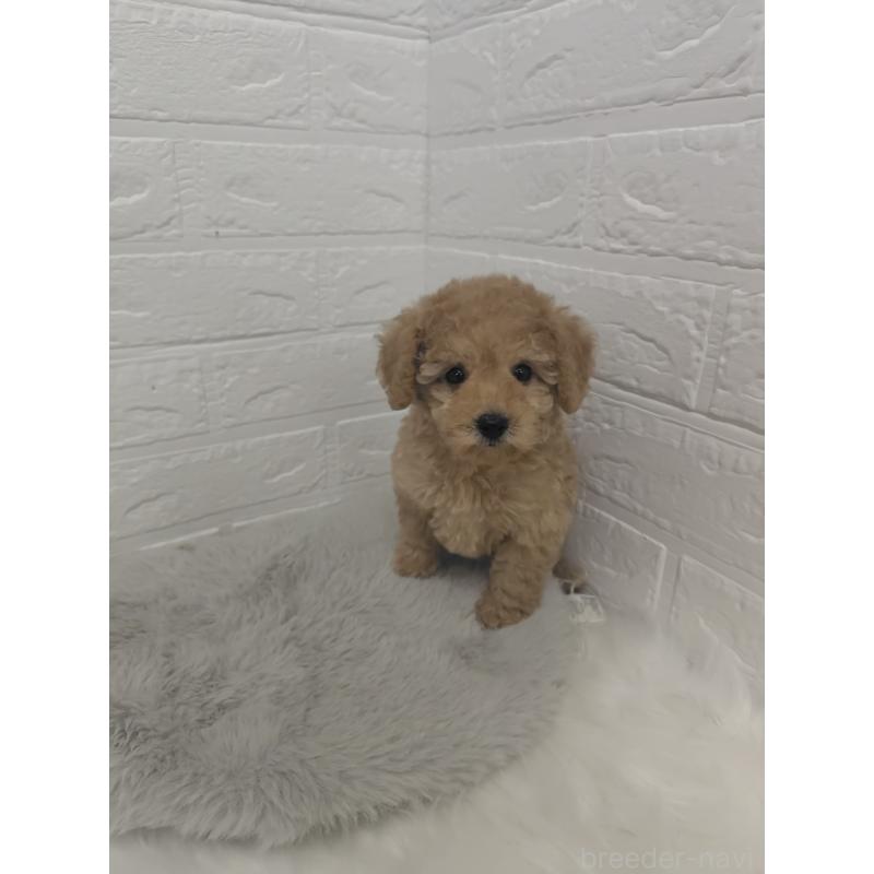 販売中の岡山県のタイニープードル-427628の10枚目