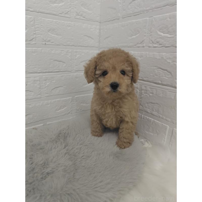 販売中の岡山県のタイニープードル-427628の9枚目