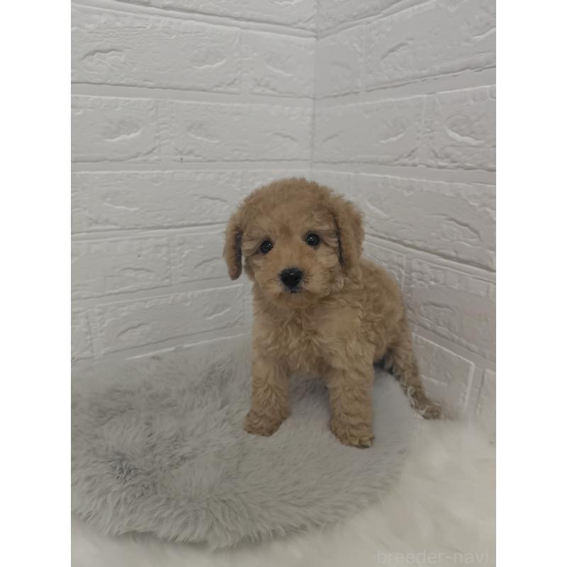 販売中の岡山県のタイニープードル-427628の8枚目