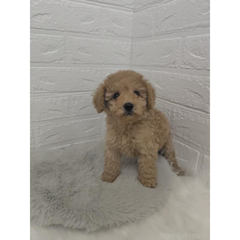 販売中の岡山県のタイニープードル-427628の6枚目