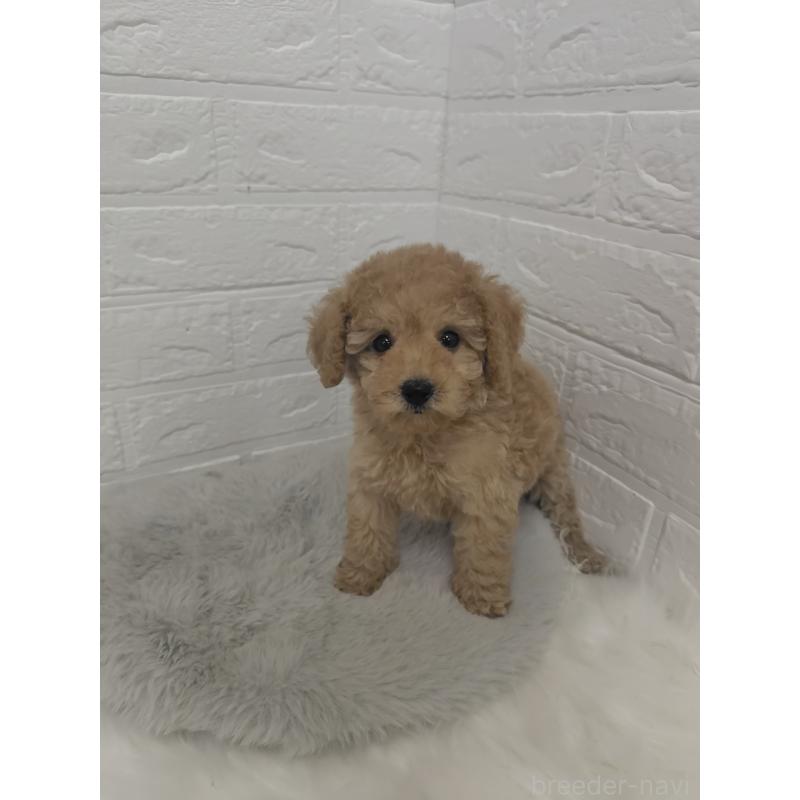 販売中の岡山県のタイニープードル-427628の7枚目