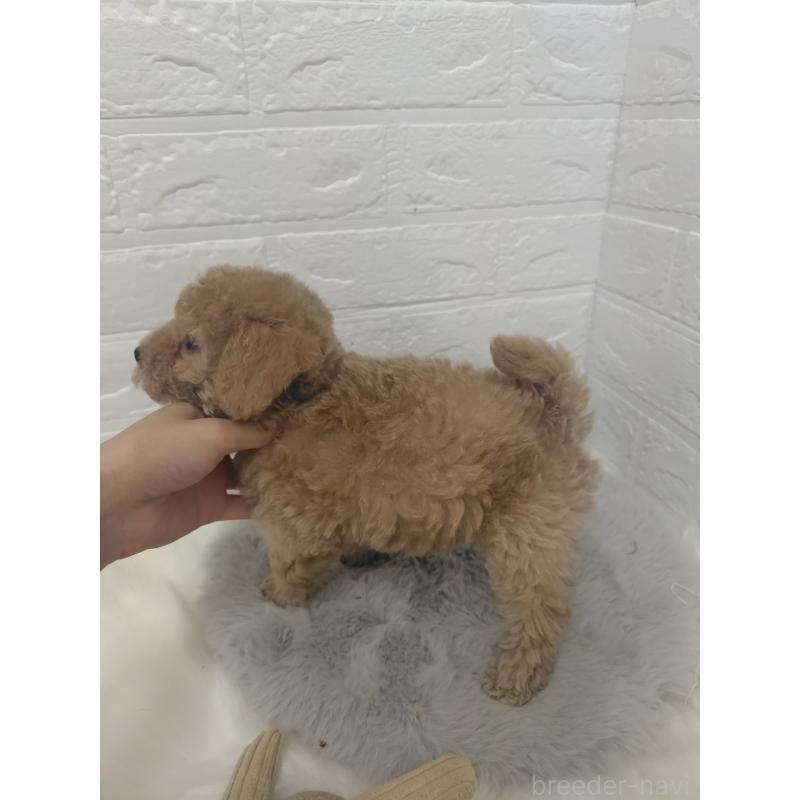 販売中の岡山県のタイニープードル-427628の4枚目