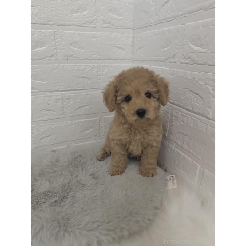 販売中の岡山県のタイニープードル-427628の5枚目