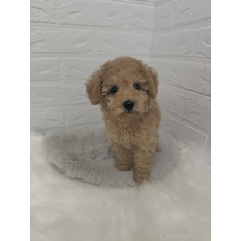 販売中の岡山県のタイニープードル-427628の3枚目