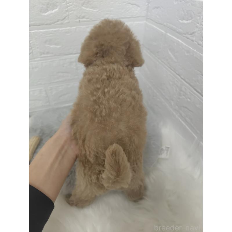 販売中の岡山県のタイニープードル-427628の2枚目