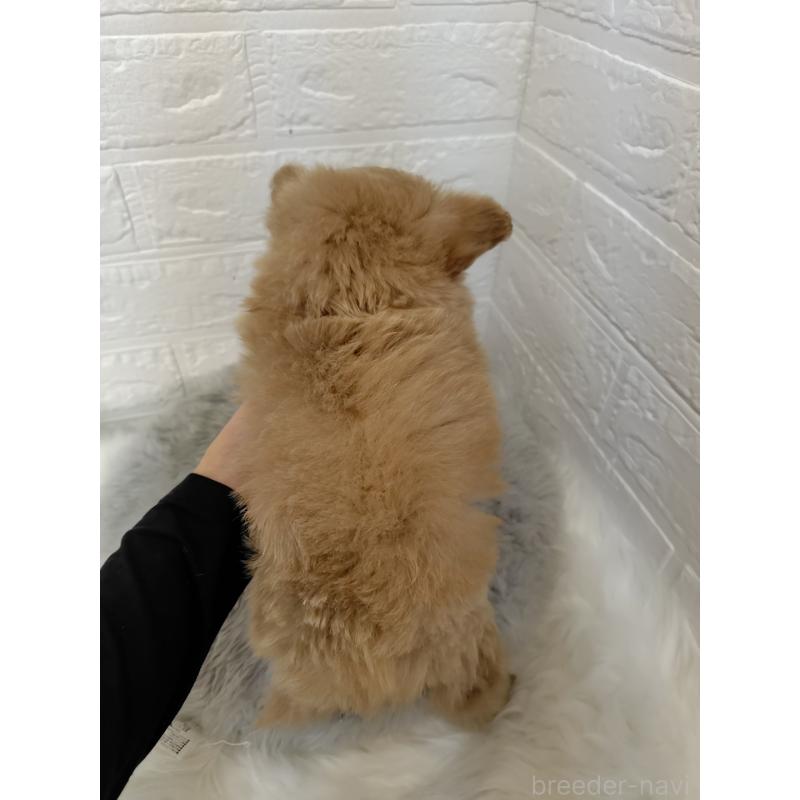 販売中の岡山県のポメプー:ポメラニアン×トイプードル-427629の10枚目