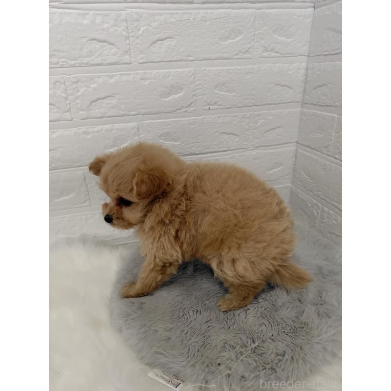 販売中の岡山県のポメプー:ポメラニアン×トイプードル-427629の8枚目