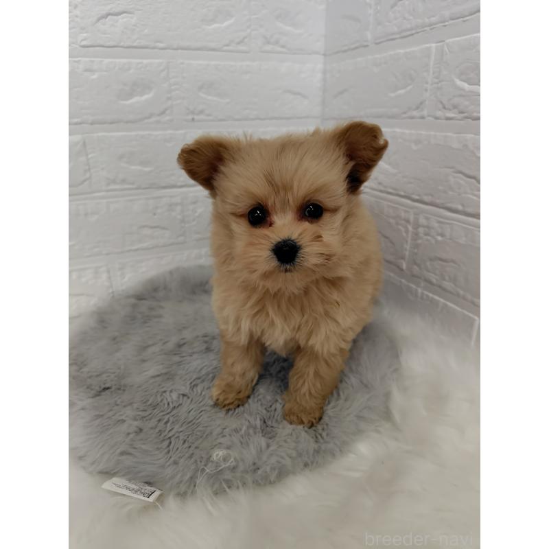 販売中の岡山県のポメプー:ポメラニアン×トイプードル-427629の7枚目