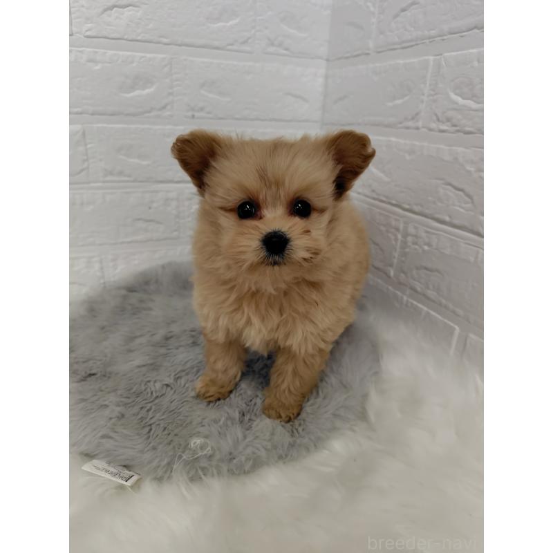 販売中の岡山県のポメプー:ポメラニアン×トイプードル-427629の6枚目