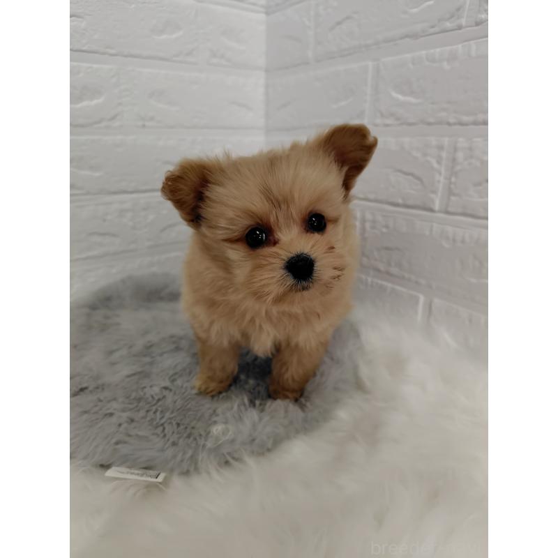 販売中の岡山県のポメプー:ポメラニアン×トイプードル-427629の5枚目