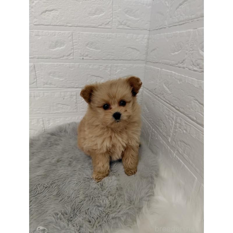 販売中の岡山県のポメプー:ポメラニアン×トイプードル-427629の2枚目