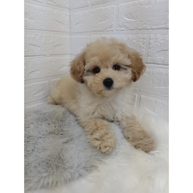 販売中の岡山県のポメプー:ポメラニアン×トイプードル-427630の13枚目