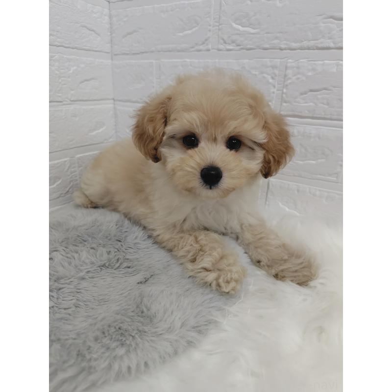 販売中の岡山県のポメプー:ポメラニアン×トイプードル-427630の12枚目