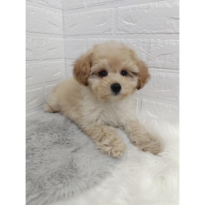 販売中の岡山県のポメプー:ポメラニアン×トイプードル-427630の11枚目