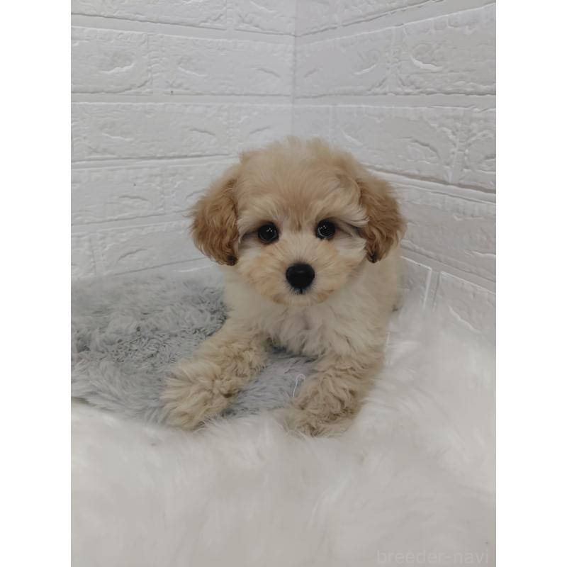 販売中の岡山県のポメプー:ポメラニアン×トイプードル-427630の9枚目