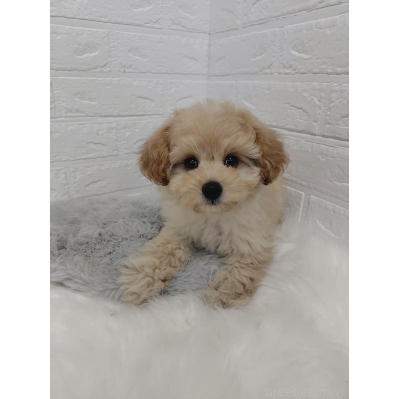 販売中の岡山県のポメプー:ポメラニアン×トイプードル-427630の8枚目