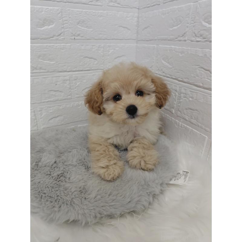 販売中の岡山県のポメプー:ポメラニアン×トイプードル-427630の7枚目